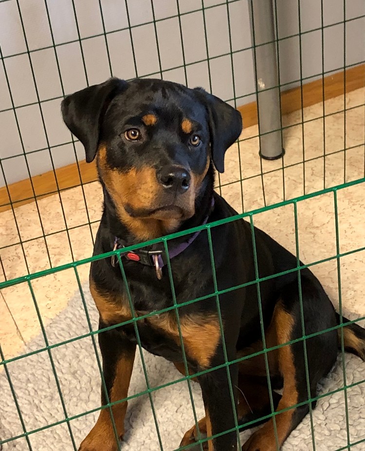 Rottweilervalp