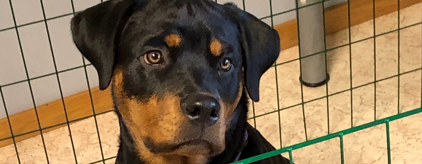 Rottweilervalp
