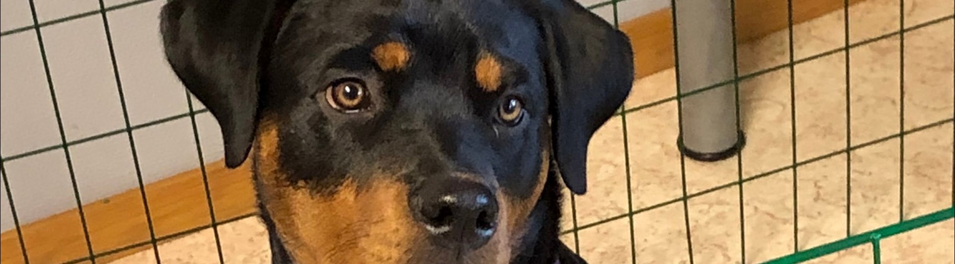 Rottweilervalp