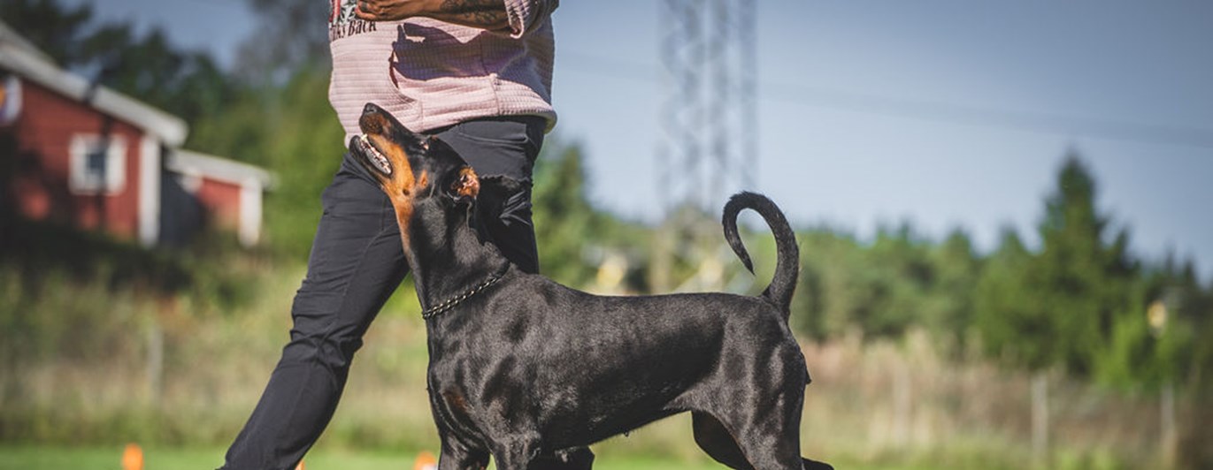 Rallt Dobermann