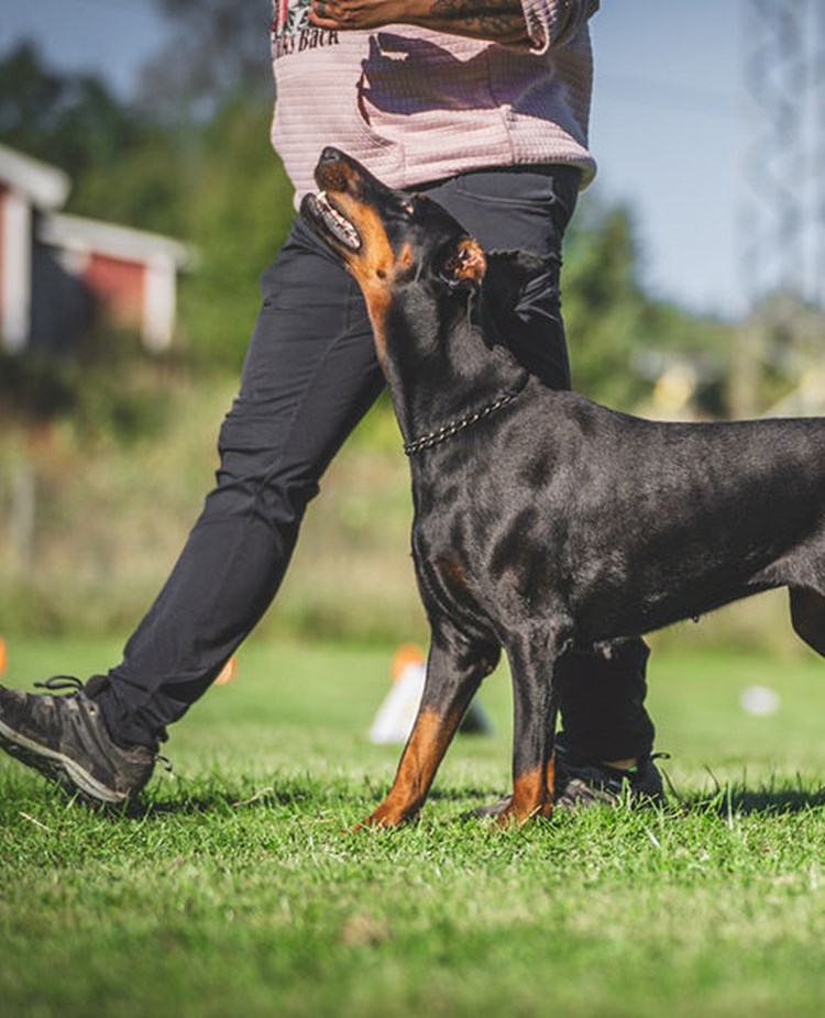 Rallt Dobermann