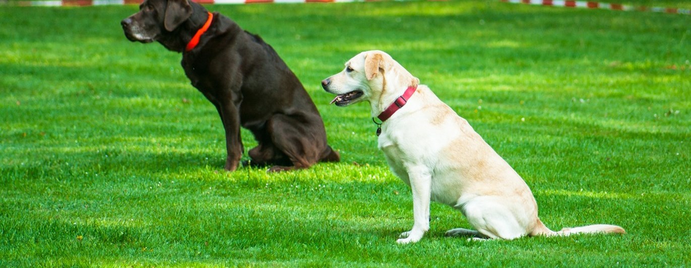 Två hundar som sitter under lydnad.
