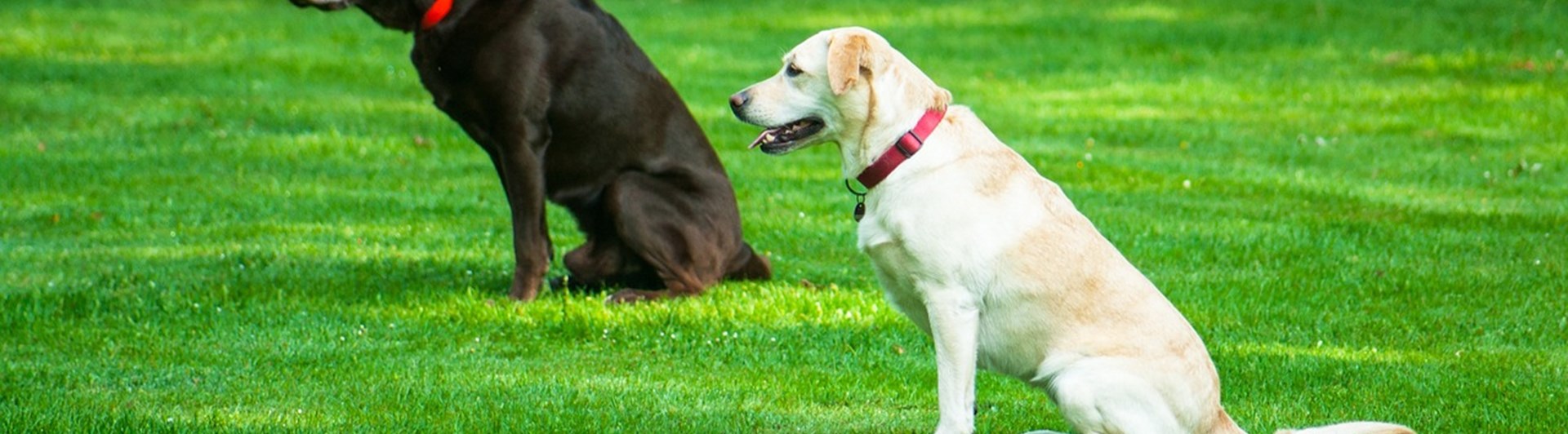 Två hundar som sitter under lydnad.
