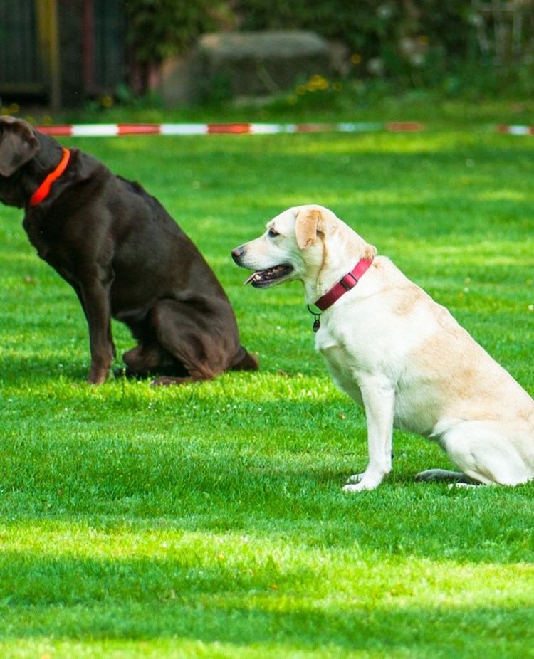 Två hundar som sitter under lydnad.