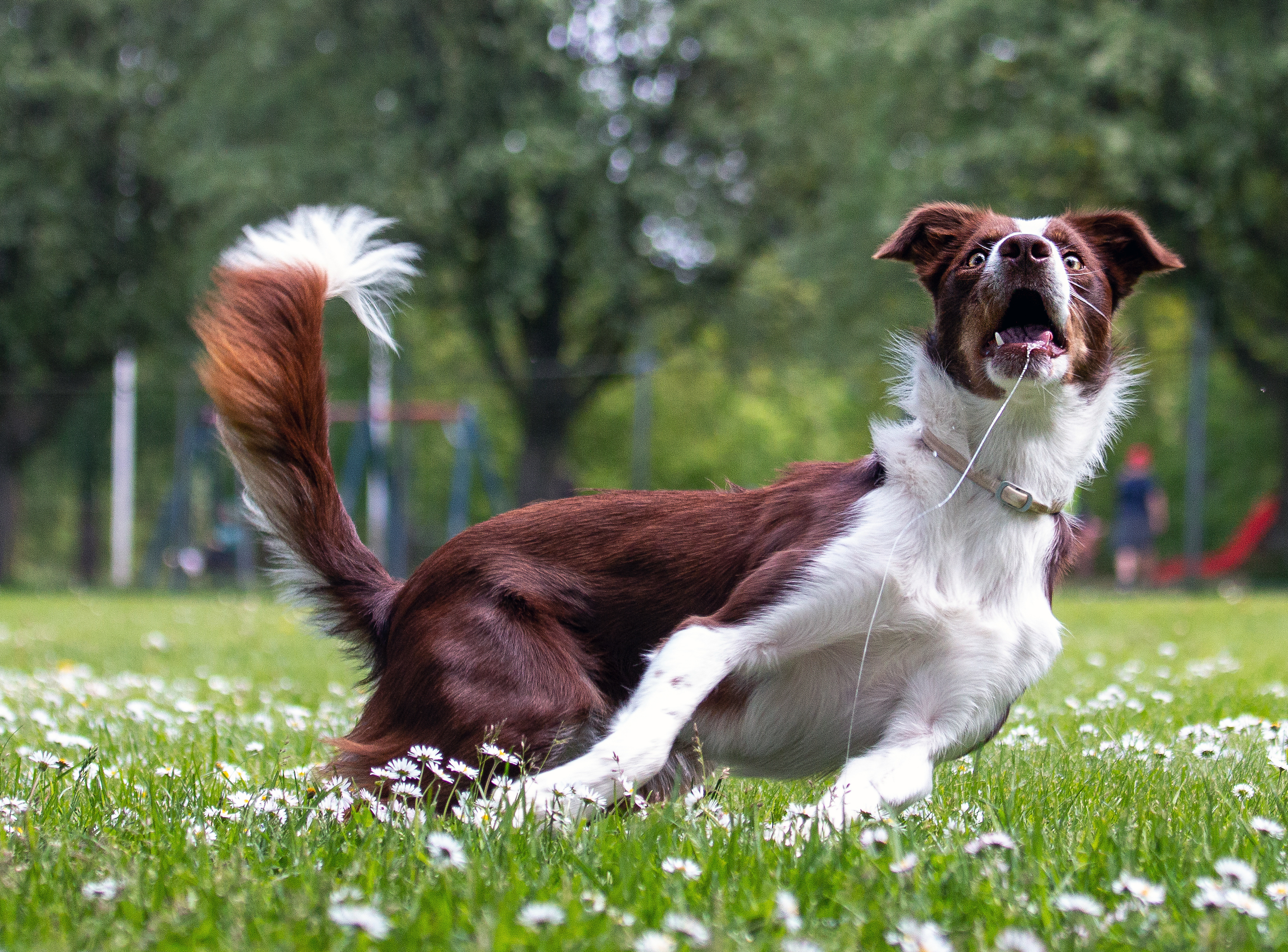 Border collie fångar leksak