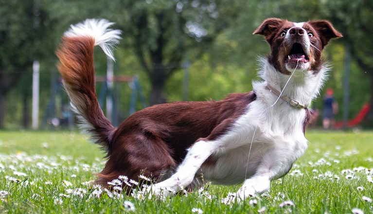 Border collie fångar leksak