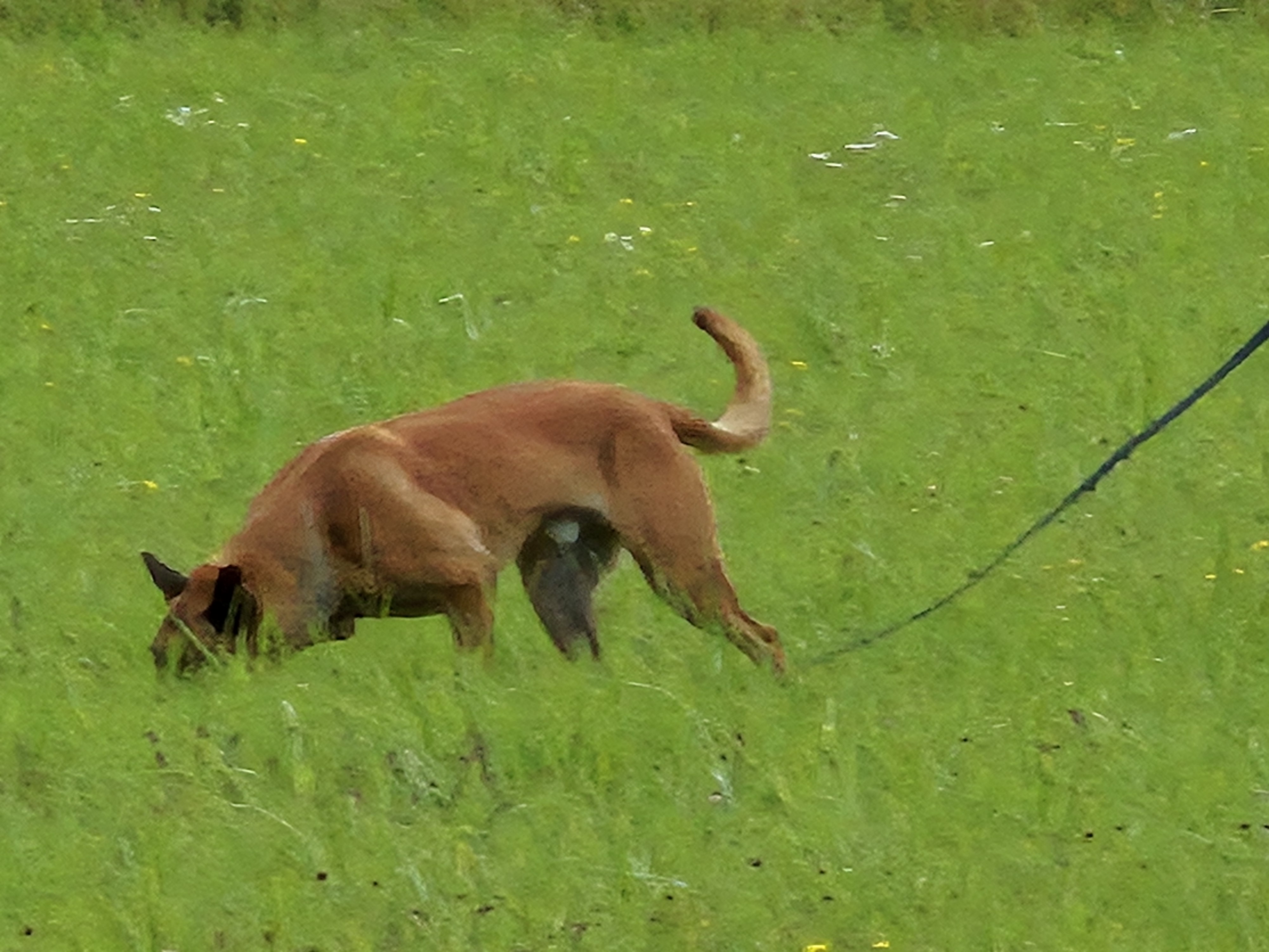 Spårhund IGP