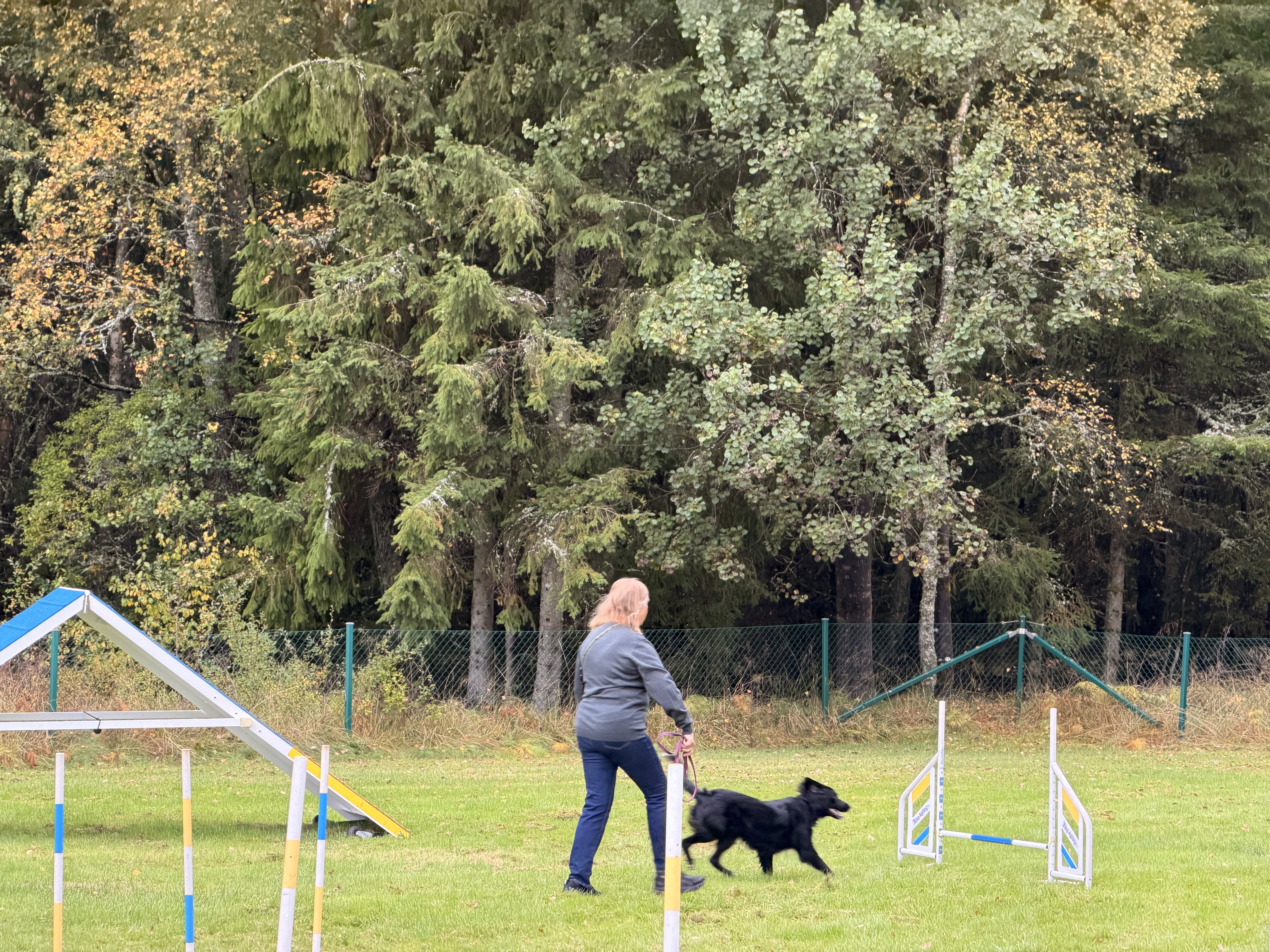 En hund med förare rör sig mot ett hinder i Agility