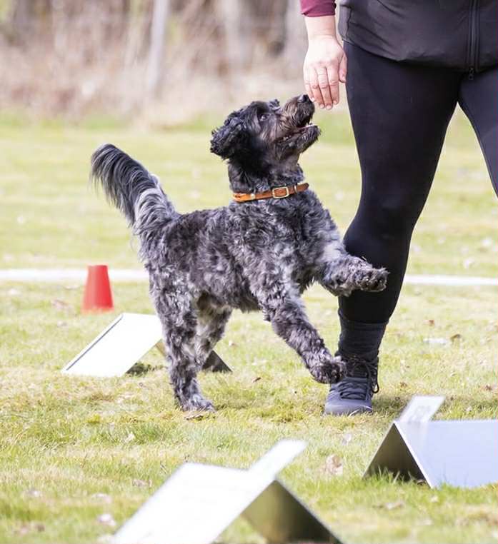 Glad Schapendoes som tävlar rallylydnad.