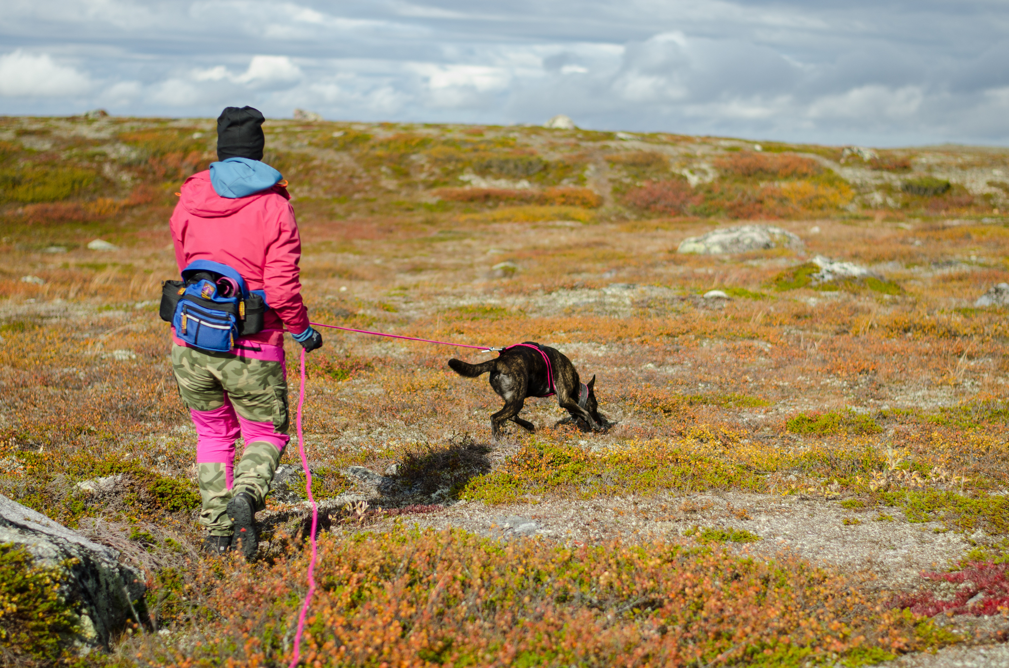 Hund som spårar med som förare på fjäll