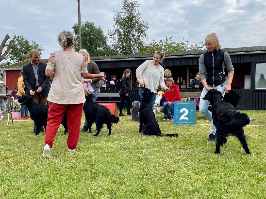 Bild från avelsgrupp utställning 2022