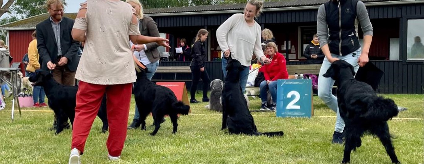 Bild från avelsgrupp utställning 2022