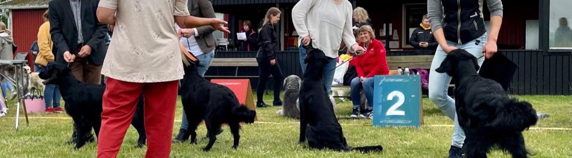 Bild från avelsgrupp utställning 2022