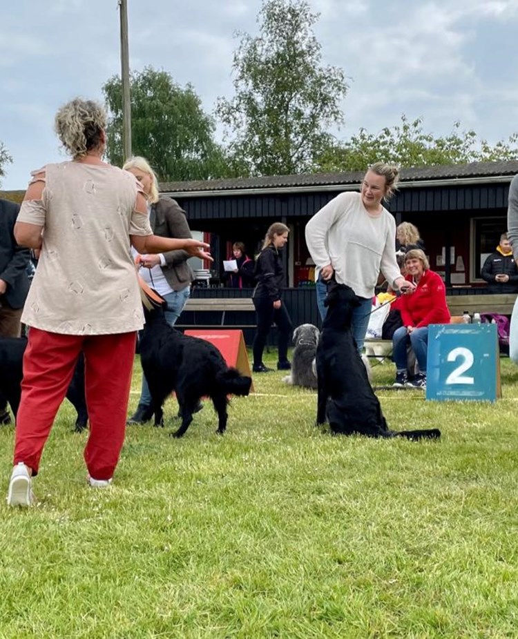 Bild från avelsgrupp utställning 2022
