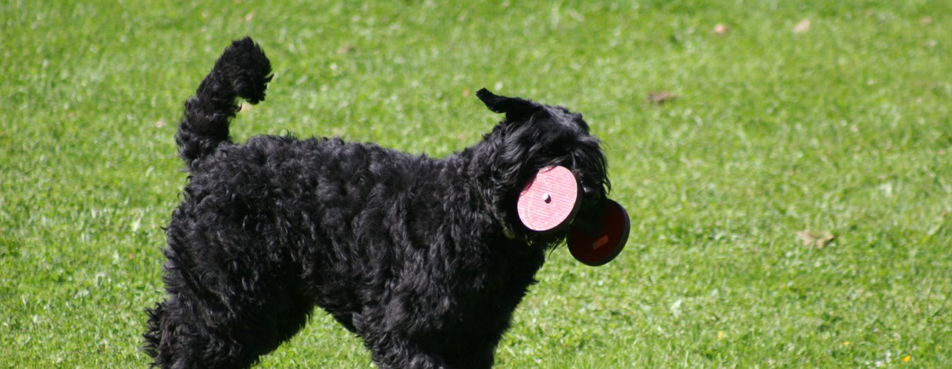 Bouvier des flandres apporterar