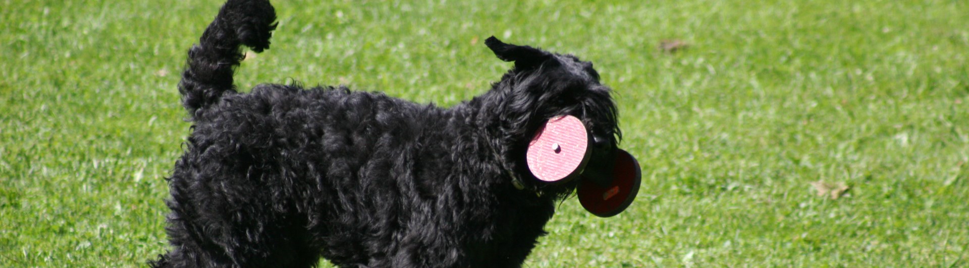 Bouvier des flandres apporterar