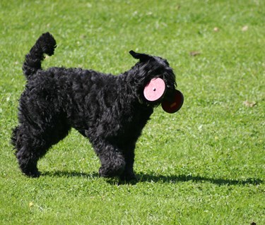 Bouvier des flandres apporterar