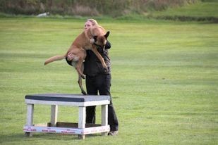 Hund blir lyft i IPO-R