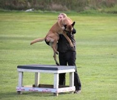 Hund blir lyft i IPO-R