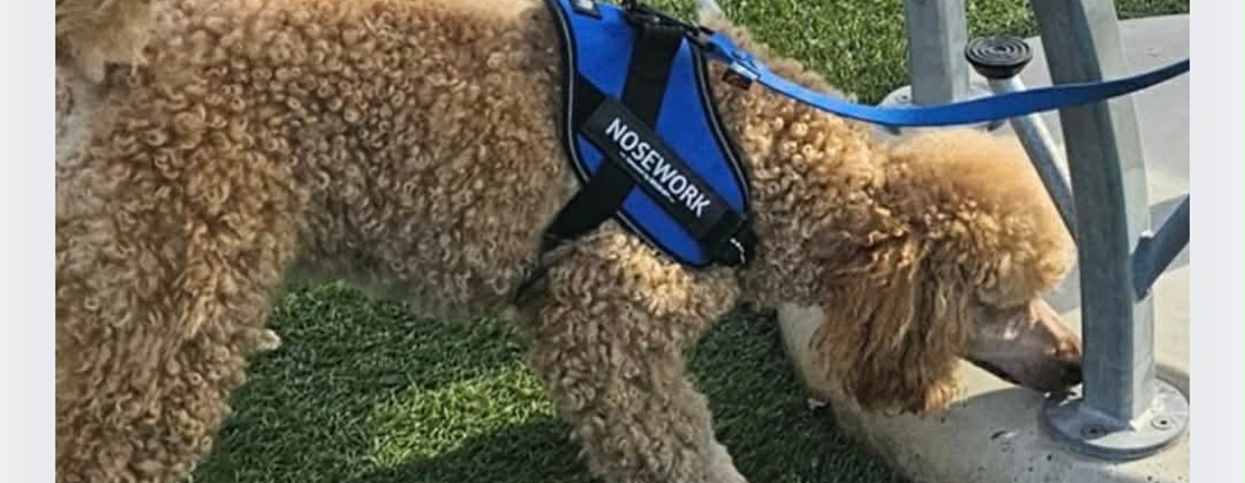 Liten, ljus, pudel letar efter noseworkgömma