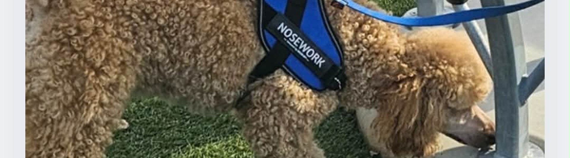 Liten, ljus, pudel letar efter noseworkgömma