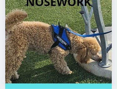 Liten, ljus, pudel letar efter noseworkgömma