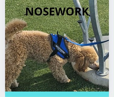 Liten, ljus, pudel letar efter noseworkgömma