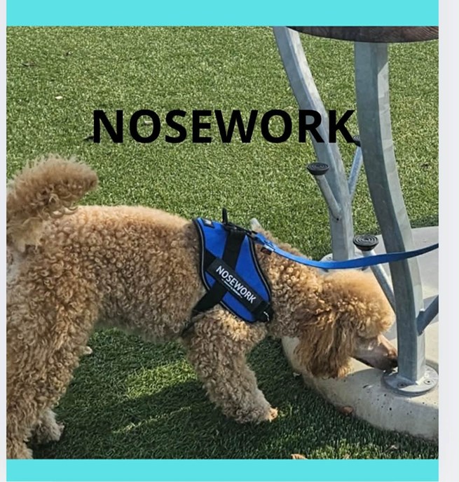 Liten, ljus, pudel letar efter noseworkgömma