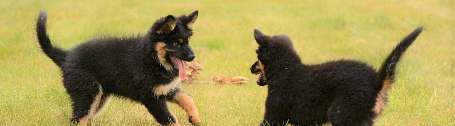 Chodsky valpar busar