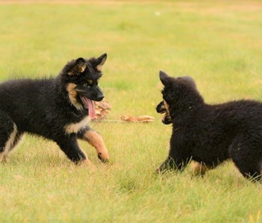 Chodsky valpar busar