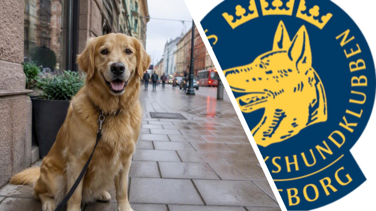 Hund i stadsmiljö