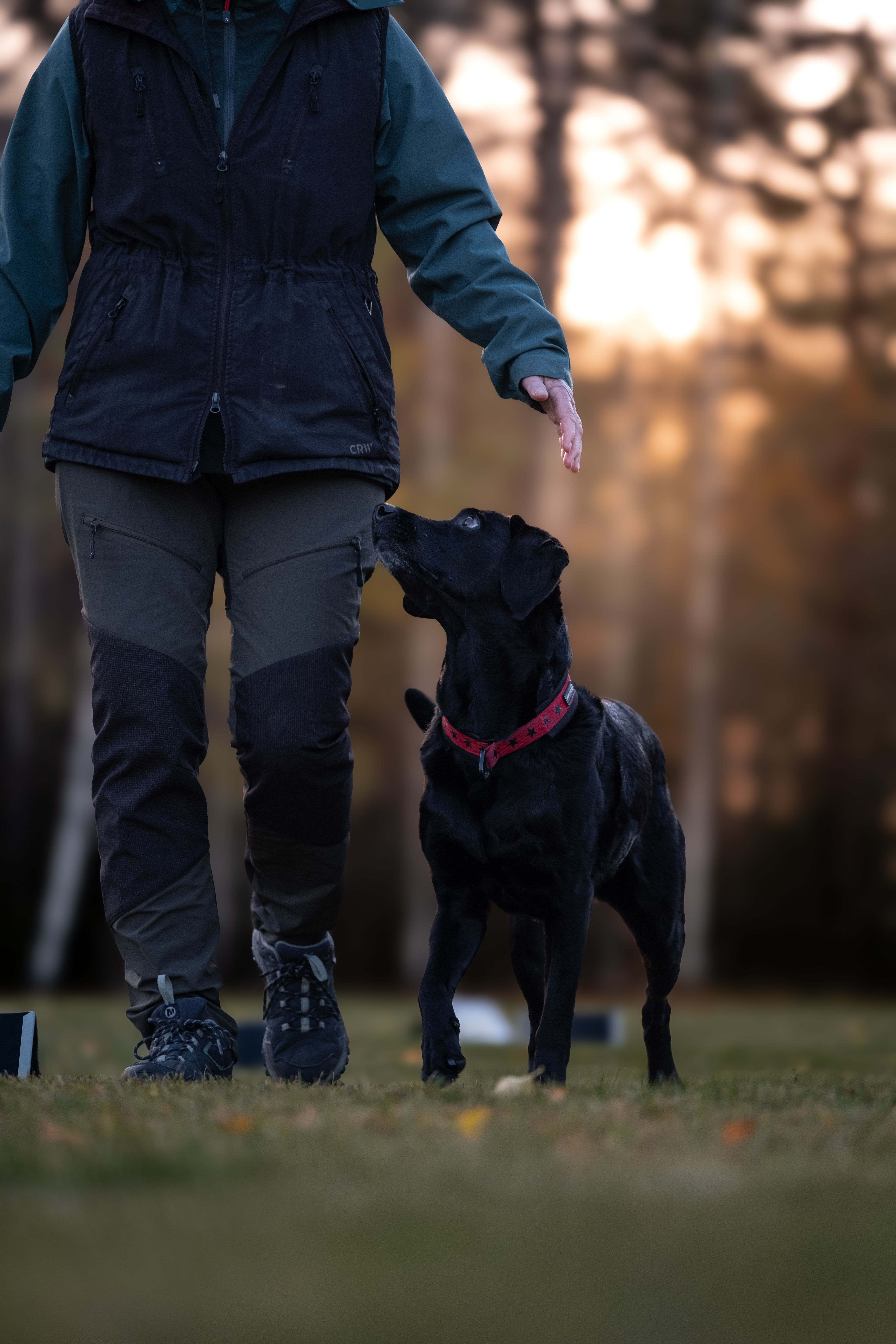 Labrador i rallylydnad