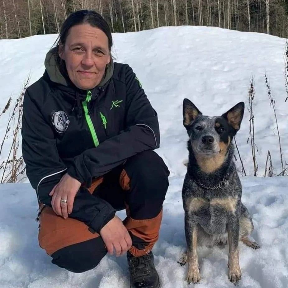 Vinterbild på förare och Cattledog