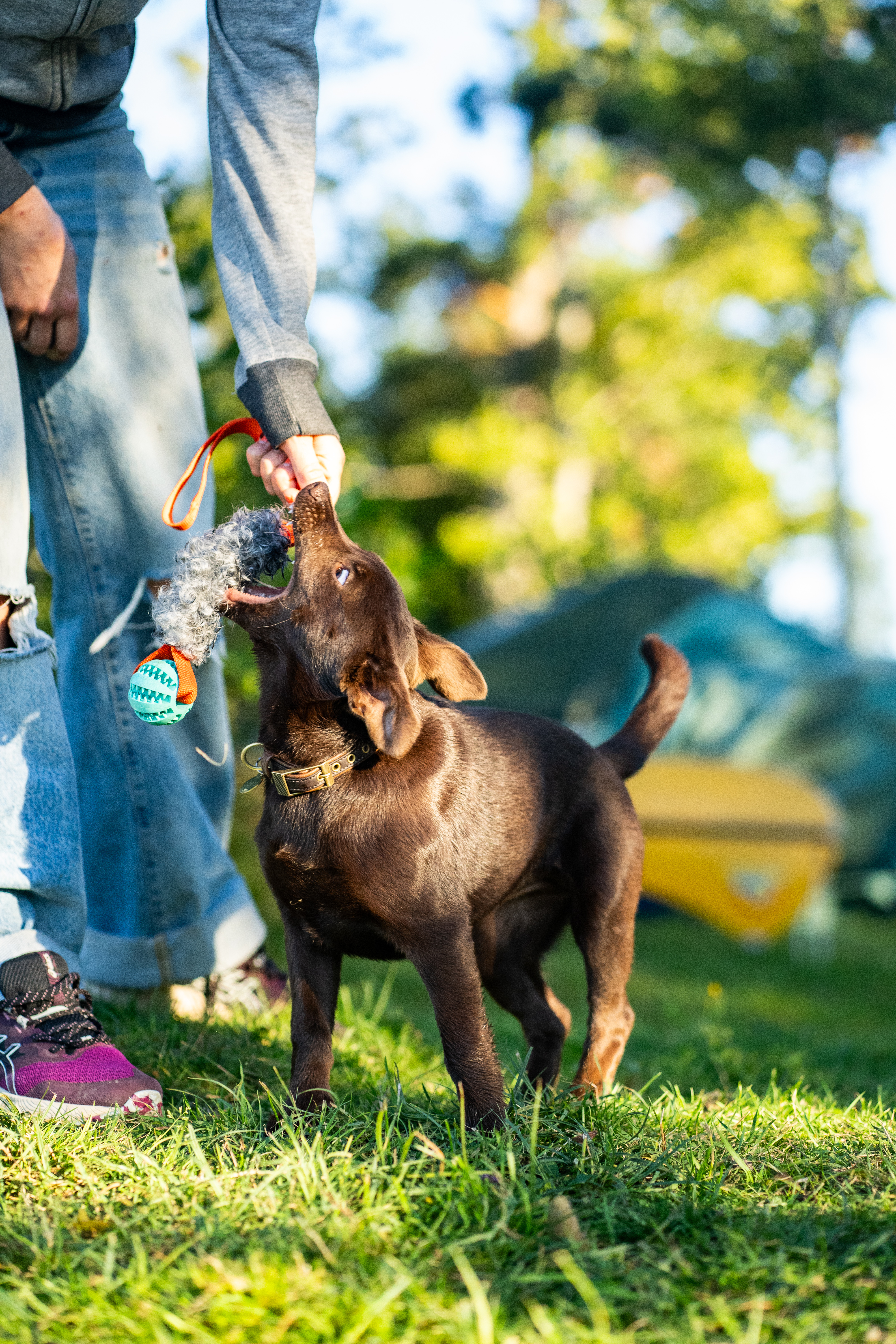 Busig brun valp leker dragkamp med människa