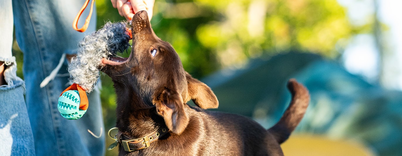 Busig brun valp leker dragkamp med människa