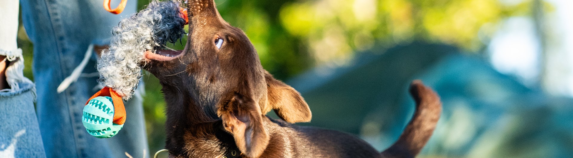 Busig brun valp leker dragkamp med människa