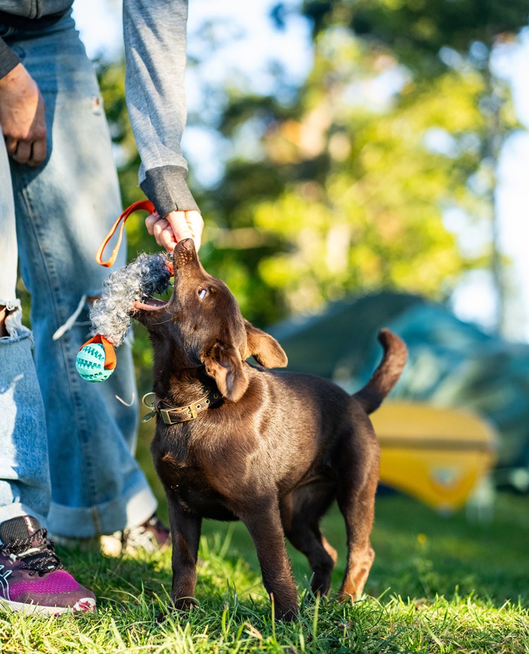 Busig brun valp leker dragkamp med människa