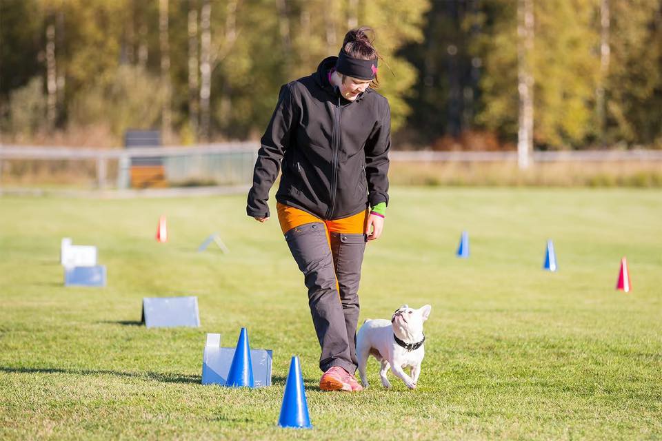 Fransk bulldog som tävlar rallylydnad.
