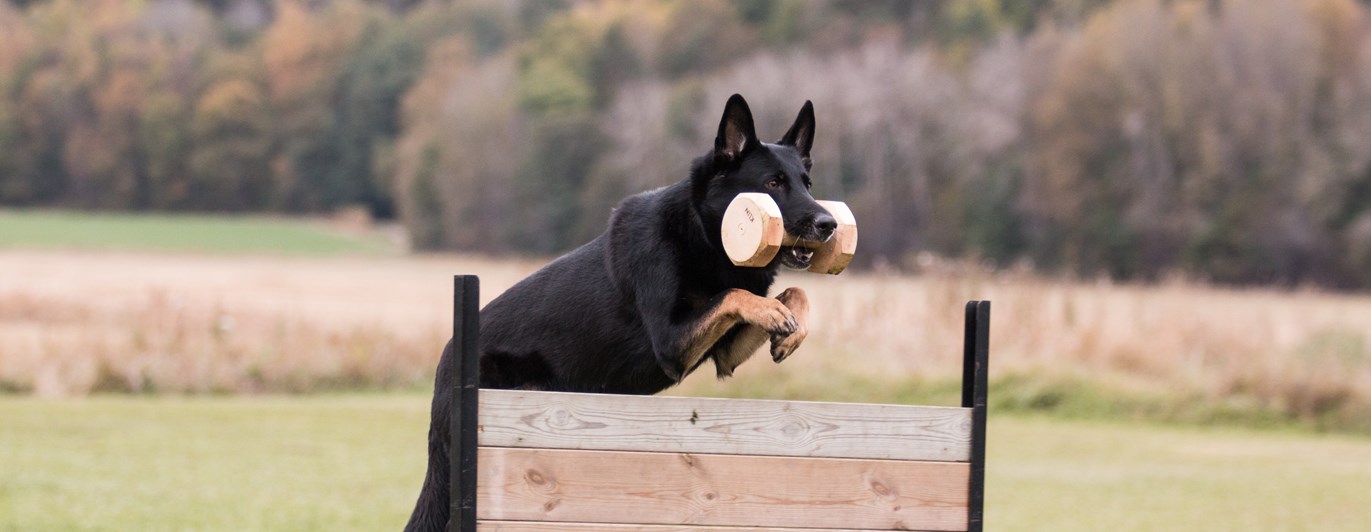 Schäfer hopp apport