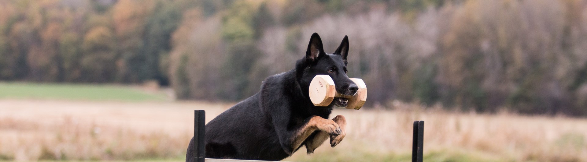Schäfer hopp apport
