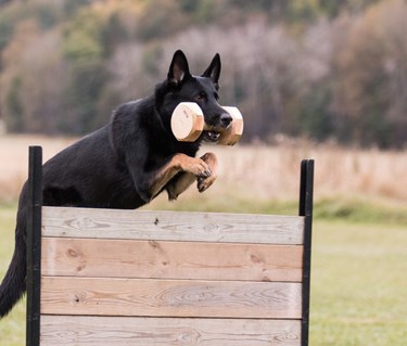 Schäfer hopp apport