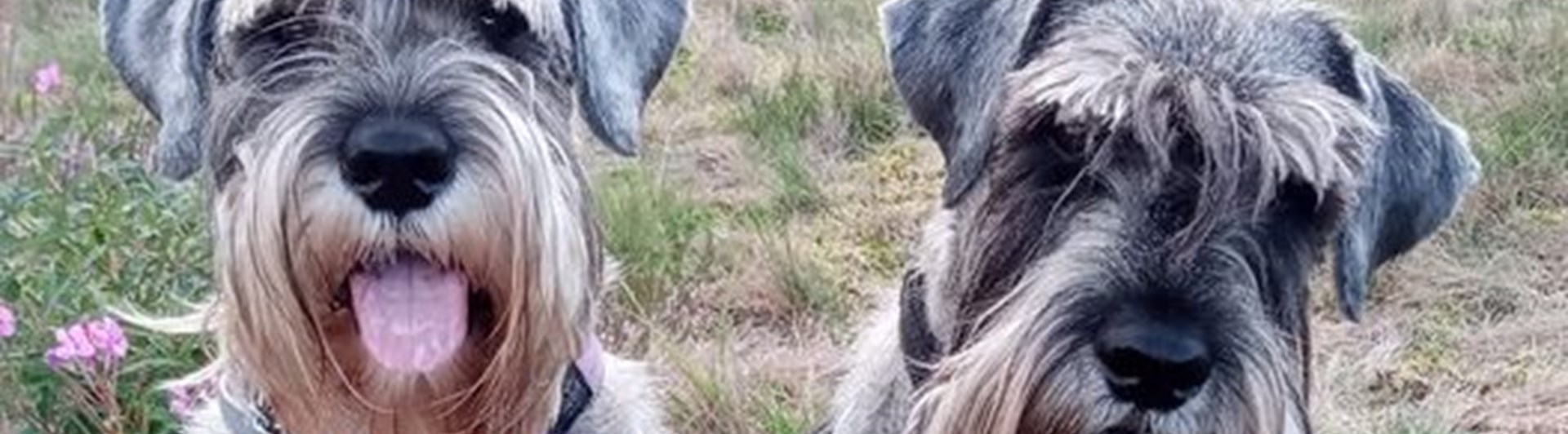 Två hundar som sitter vid blommor