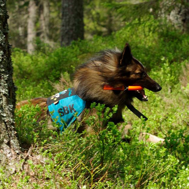 Hund med rulle