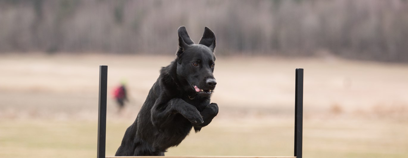 Retriever som hoppar över lydnadshindret