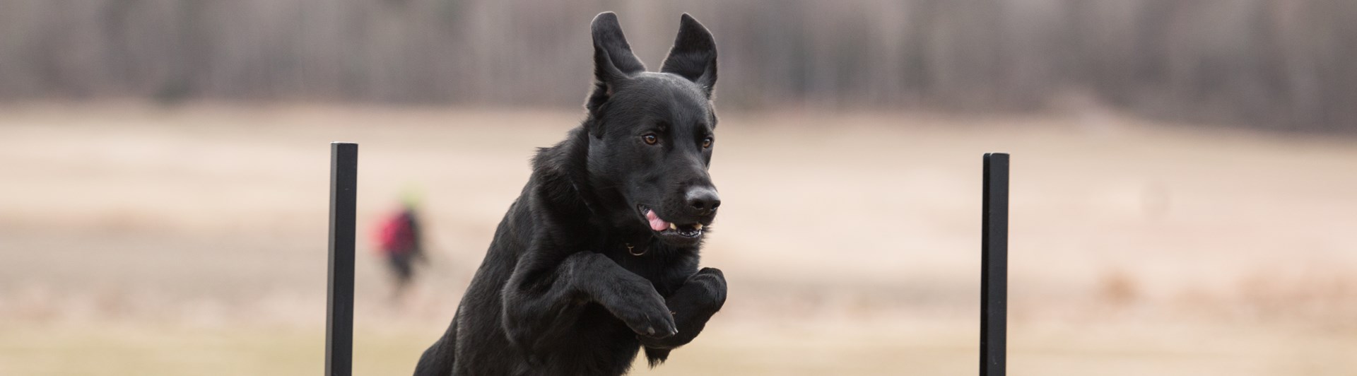 Retriever som hoppar över lydnadshindret