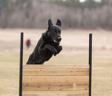 Retriever som hoppar över lydnadshindret