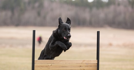 Retriever som hoppar över lydnadshindret
