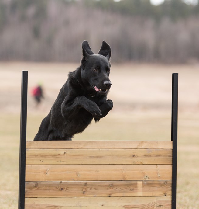 Retriever som hoppar över lydnadshindret