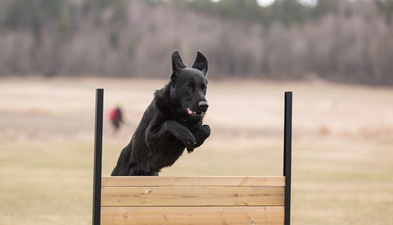Retriever som hoppar över lydnadshindret