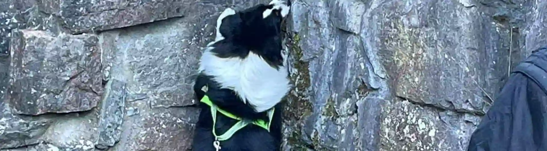 Hund som söker efter kong vid en mur